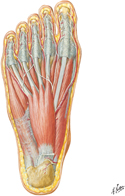 Muscles of Sole of Foot: First Layer
