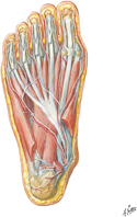 Muscles of Sole of Foot: Second Layer