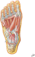 Muscles of Sole of Foot: Third Layer
