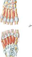 Interosseous Muscles and Deep Arteries of Foot