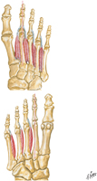 Interosseous Muscles of Foot