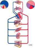 Guided Tour: Cardiovascular System: Overview