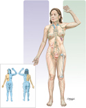 Guided Tour: Lymphatic Vessels and Lymphoid Organs: Overview