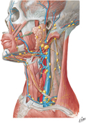 Guided Tour: Lymph Nodes of Head and Neck