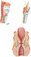Guided Tour: Larynx: Nerves and Coronal Section
