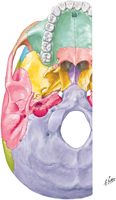 Guided Tour: Cranial Base: Inferior View