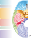 Guided Tour: Cranial Base: Superior View