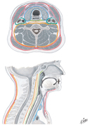Guided Tour: Cervical Fasciae: Schema