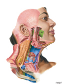 Guided Tour: Cervical Fasciae