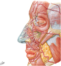 Guided Tour: Muscles, Nerves, and Arteries of Face