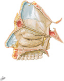 Guided Tour: Nerves of Nasal Cavity: Bony Nasal Septum Turned Up