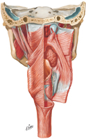 Guided Tour: Muscles of Pharynx: Partially Opened Posterior View