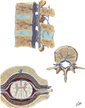 Guided Tour: Veins of Spinal Cord and Vertebral Column