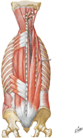 Guided Tour: Muscles of Back: Intermediate Layer