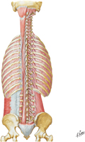 Guided Tour: Muscles of Back: Deep Layer