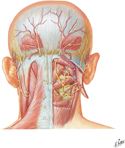 Guided Tour: Nerves of Back of Neck