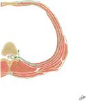 Guided Tour: Typical Thoracic Spinal Nerve