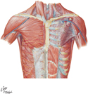 Guided Tour: Anterior Thoracic Wall: Superficial Dissection