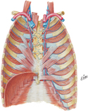 Guided Tour: Anterior Thoracic Wall: Internal View