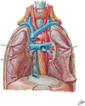 Guided Tour: Great Vessels of Mediastinum