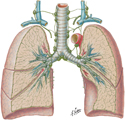 Guided Tour: Lymphatic Vessels and Lymph Nodes of Thorax