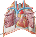 Guided Tour: Heart in Situ: Anterior View