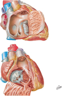 Guided Tour: Right Atrium and Ventricle