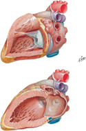 Guided Tour: Left Atrium and Ventricle