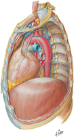 Guided Tour: Mediastinum: Left Lateral View