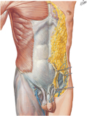 Guided Tour: Anterior Abdominal Wall: Superficial Dissection