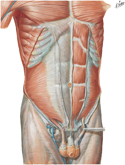 Guided Tour: Anterior Abdominal Wall: Intermediate Dissection