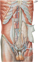 Guided Tour: Anterior Abdominal Wall: Deep Dissection