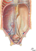 Guided Tour: Anterior Abdominal Wall: Internal View