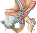 Guided Tour: Inguinal Canal and Spermatic Cord