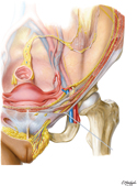 Guided Tour: Inguinal Canal and Round Ligament of Uterus