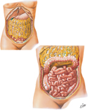 Guided Tour: Greater Omentum and Abdominal Viscera
