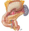 Guided Tour: Arteries of Stomach, Pancreas and Spleen 