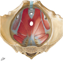 Guided Tour: Pelvic Diaphragm: Male (Superior View)