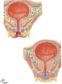 Guided Tour: Urinary Bladder and Urethra: Female and Male