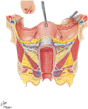 Guided Tour: Uterus, Vagina, and Supporting Structures