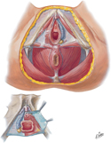 Guided Tour: Perineum and External Genitalia: Female Deeper Dissection