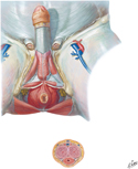 Guided Tour: Perineum and External Genitalia: Male Deeper Dissection