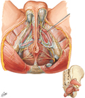 Guided Tour: Nerves of Perineum: Male