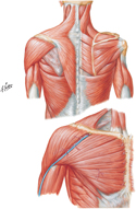 Guided Tour: Muscles of Shoulder: Superficial Dissection