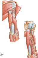 Guided Tour: Muscles of Arm: Posterior Compartment