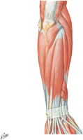 Guided Tour: Muscles of Forearm: Superficial Part of Posterior Compartment