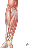 Guided Tour: Muscles of Forearm: Superficial Part of Anterior Compartment