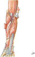 Guided Tour: Muscles of Forearm: Deep Part of Anterior Compartment
