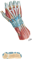 Guided Tour: Wrist: Arrangement of Extensor Tendons