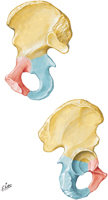 Guided Tour: Hip Bone